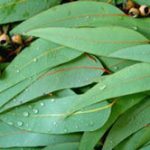 Pure Eucalyptus Oil